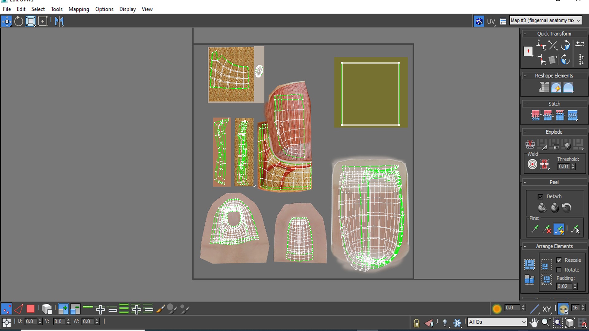 fingernail anatomy 3D model_7