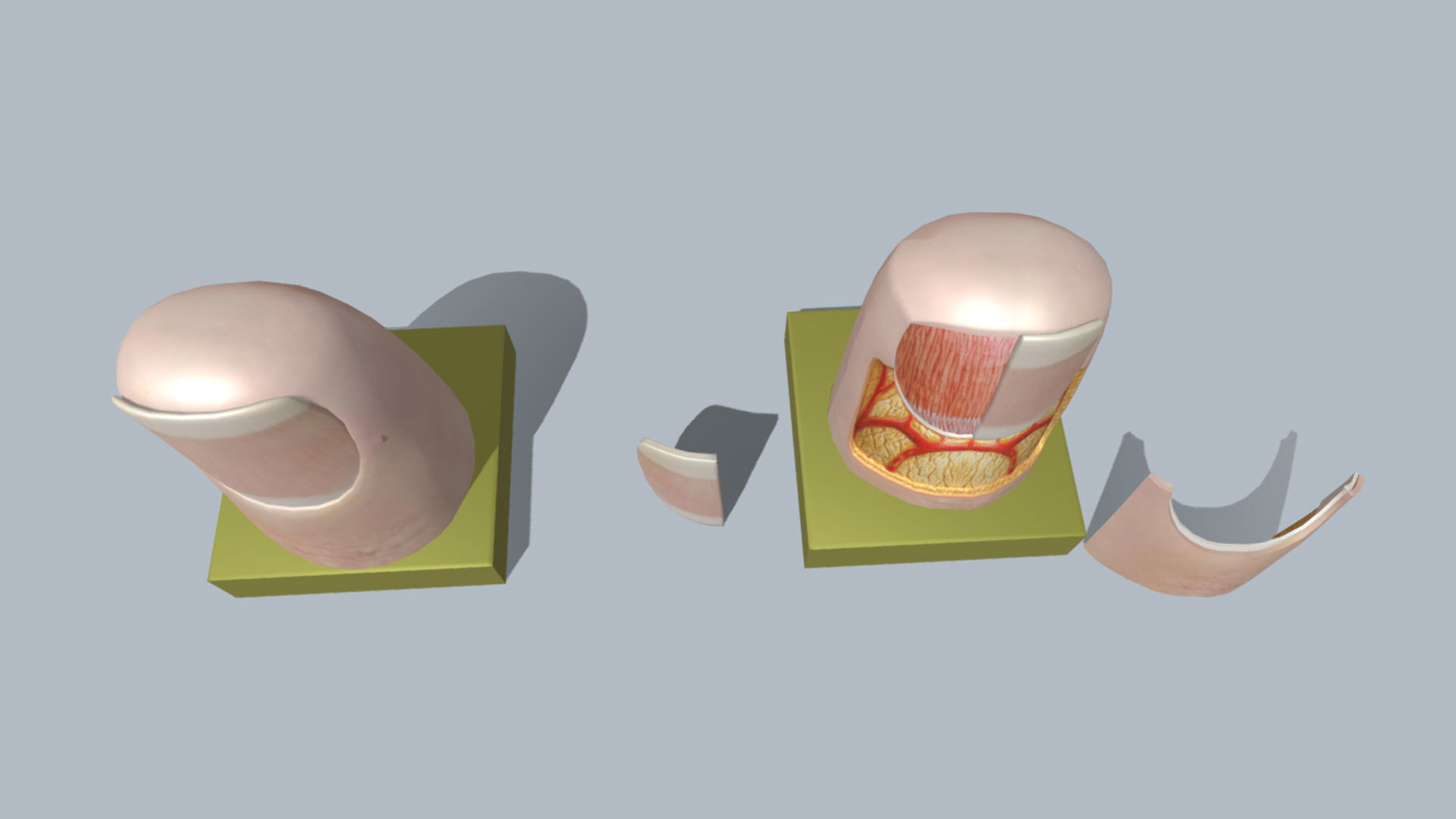 fingernail anatomy 3D model_3
