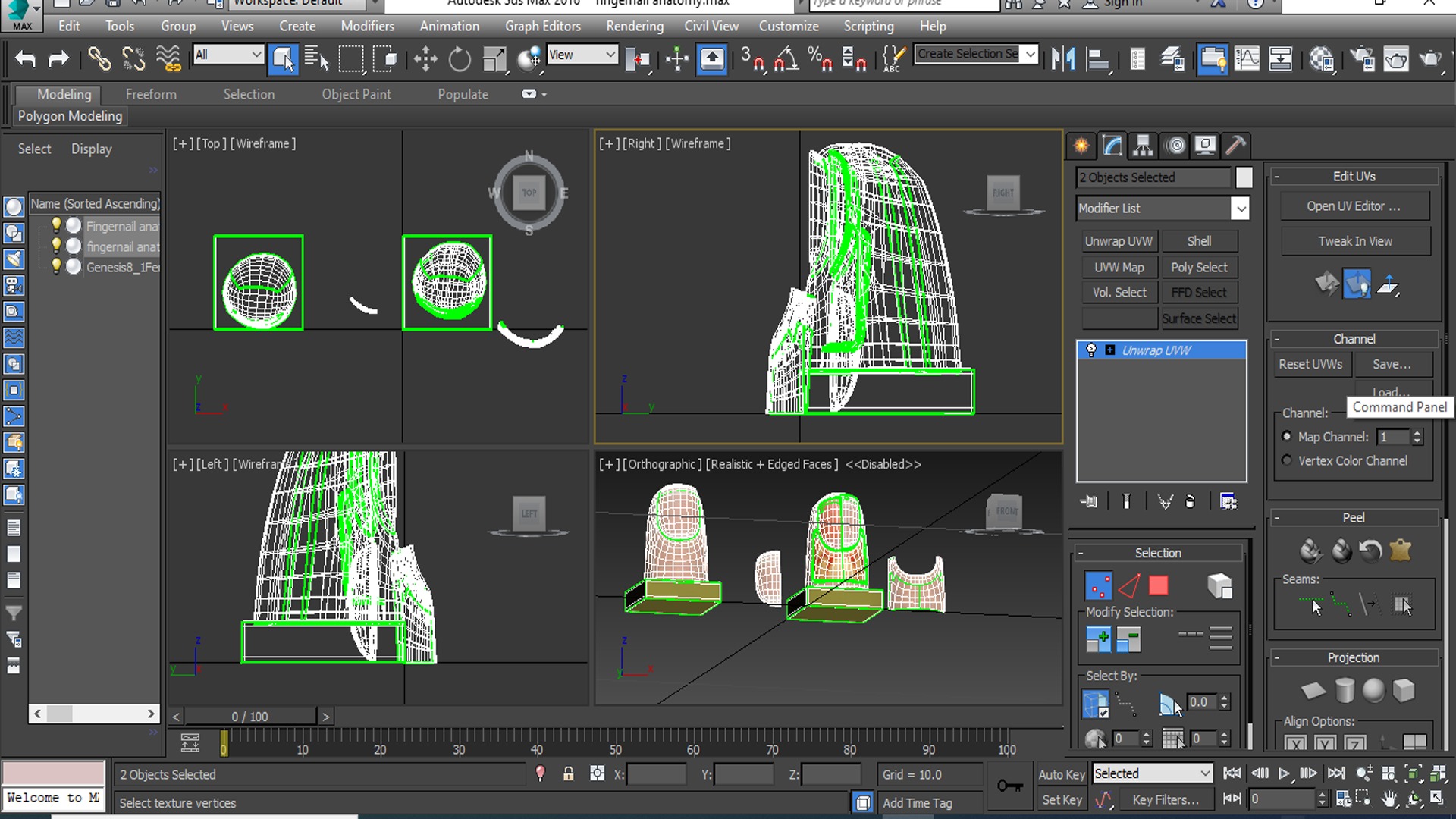 fingernail anatomy 3D model_8