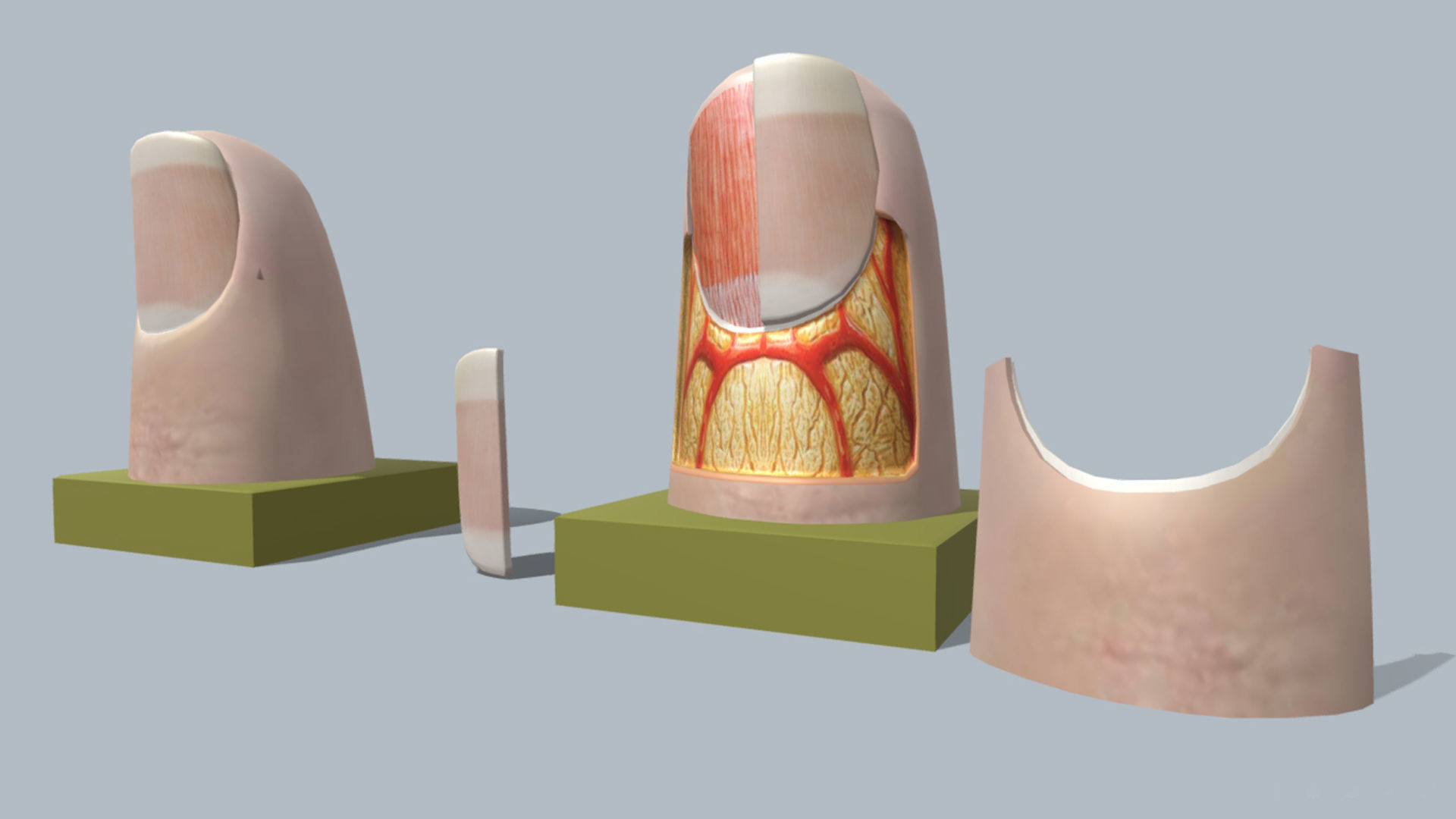 fingernail anatomy 3D model_2