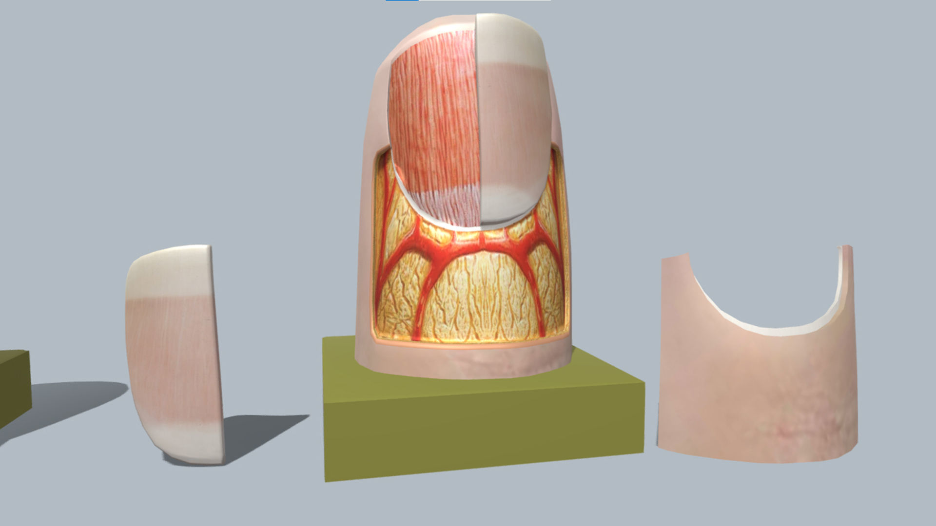 fingernail anatomy 3D model_1