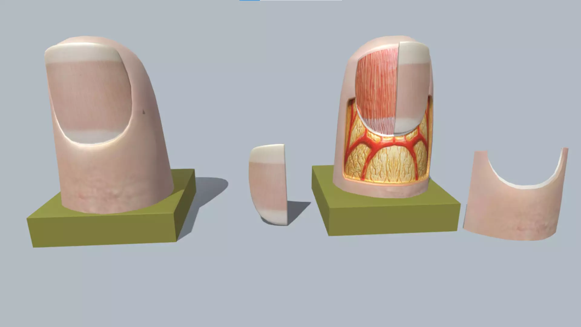 fingernail anatomy 3D model_0