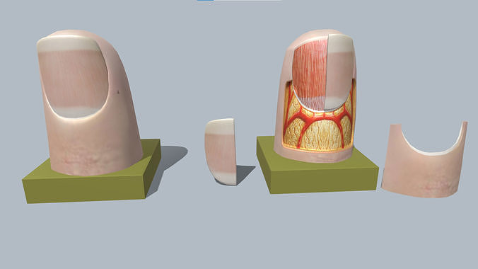 fingernail anatomy 3D model