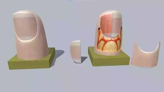 fingernail anatomy