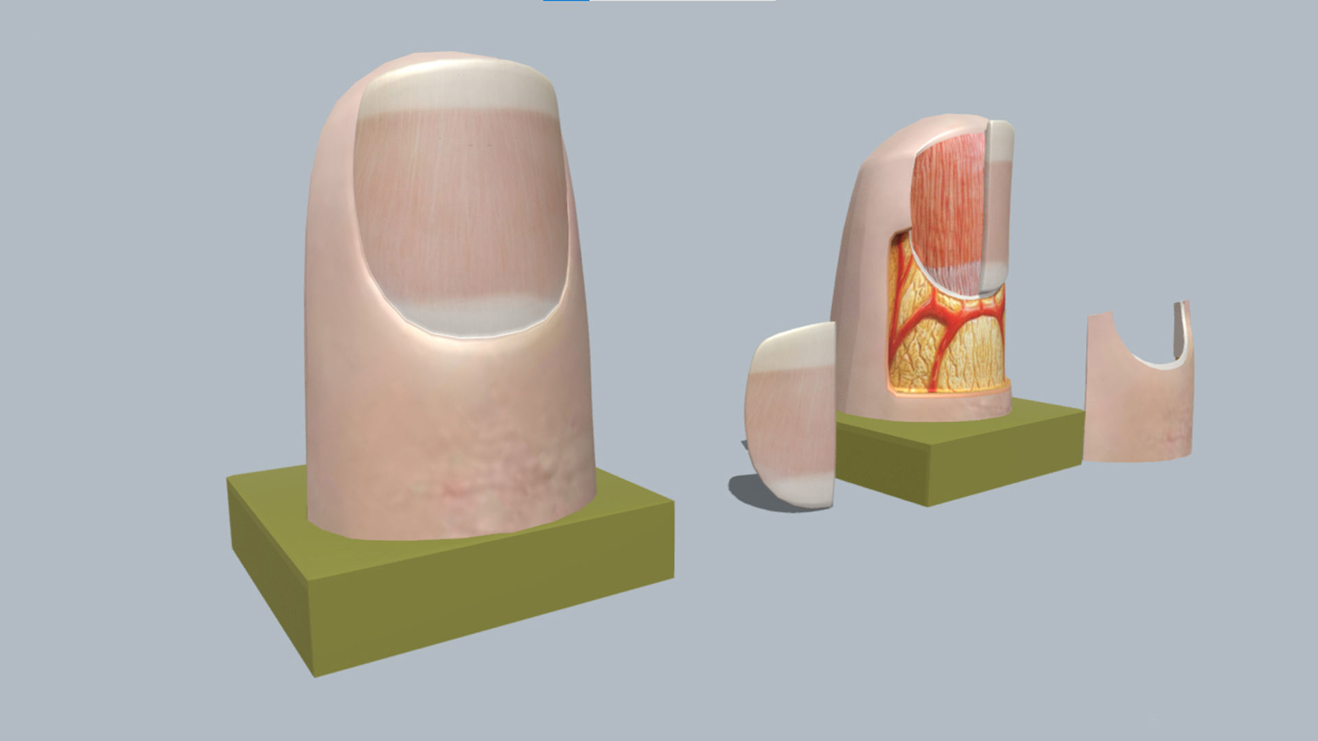 fingernail anatomy 3D model_4