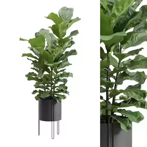 Ficus Lyrata in Dark Metal Planter