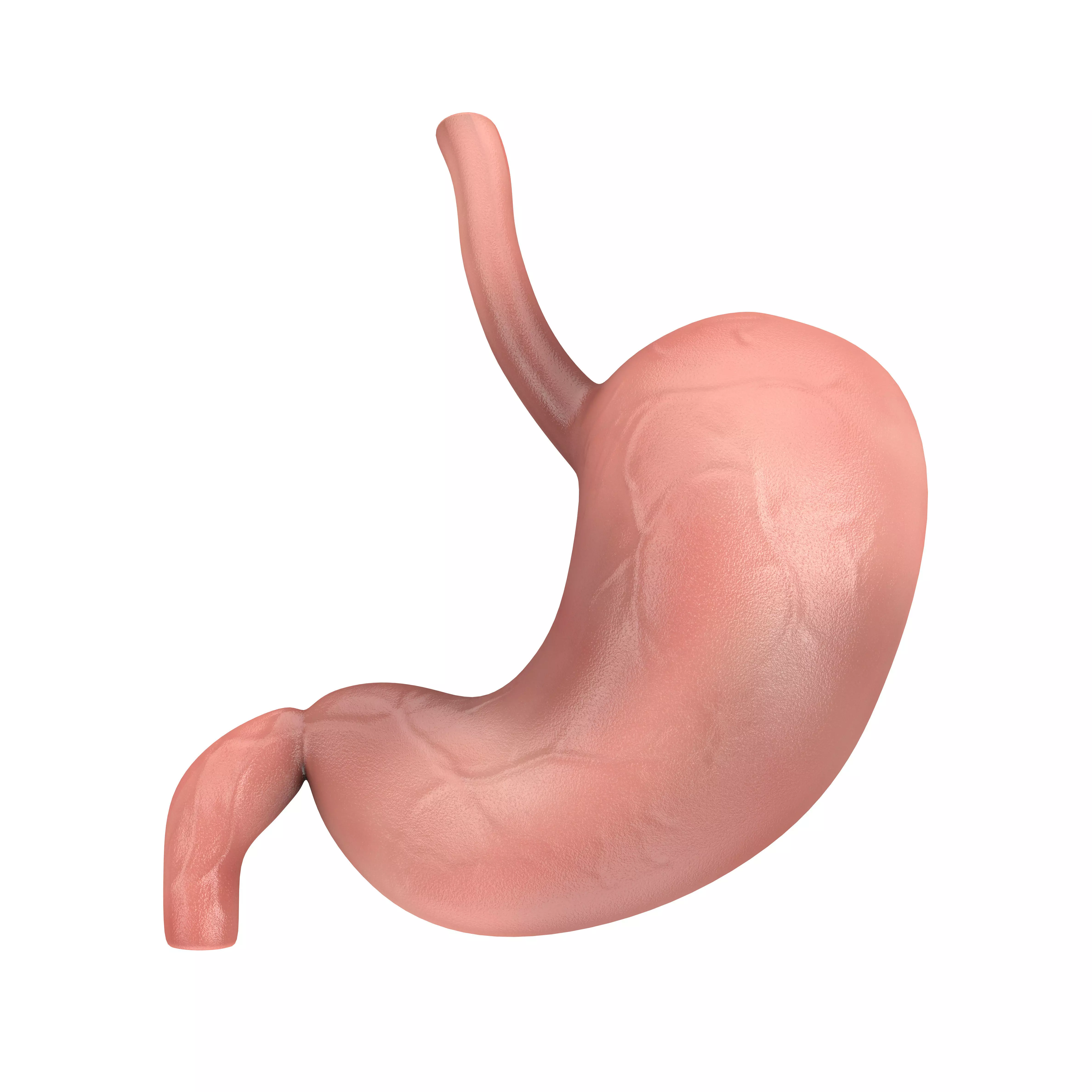 Human Stomach Anatomy Internal Organ 3D model_0