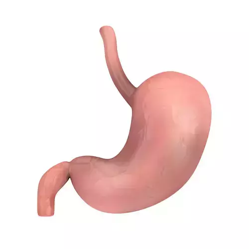 Human Stomach Anatomy Internal Organ 3D model Human Stomach Anatomy Internal Organ 3D model