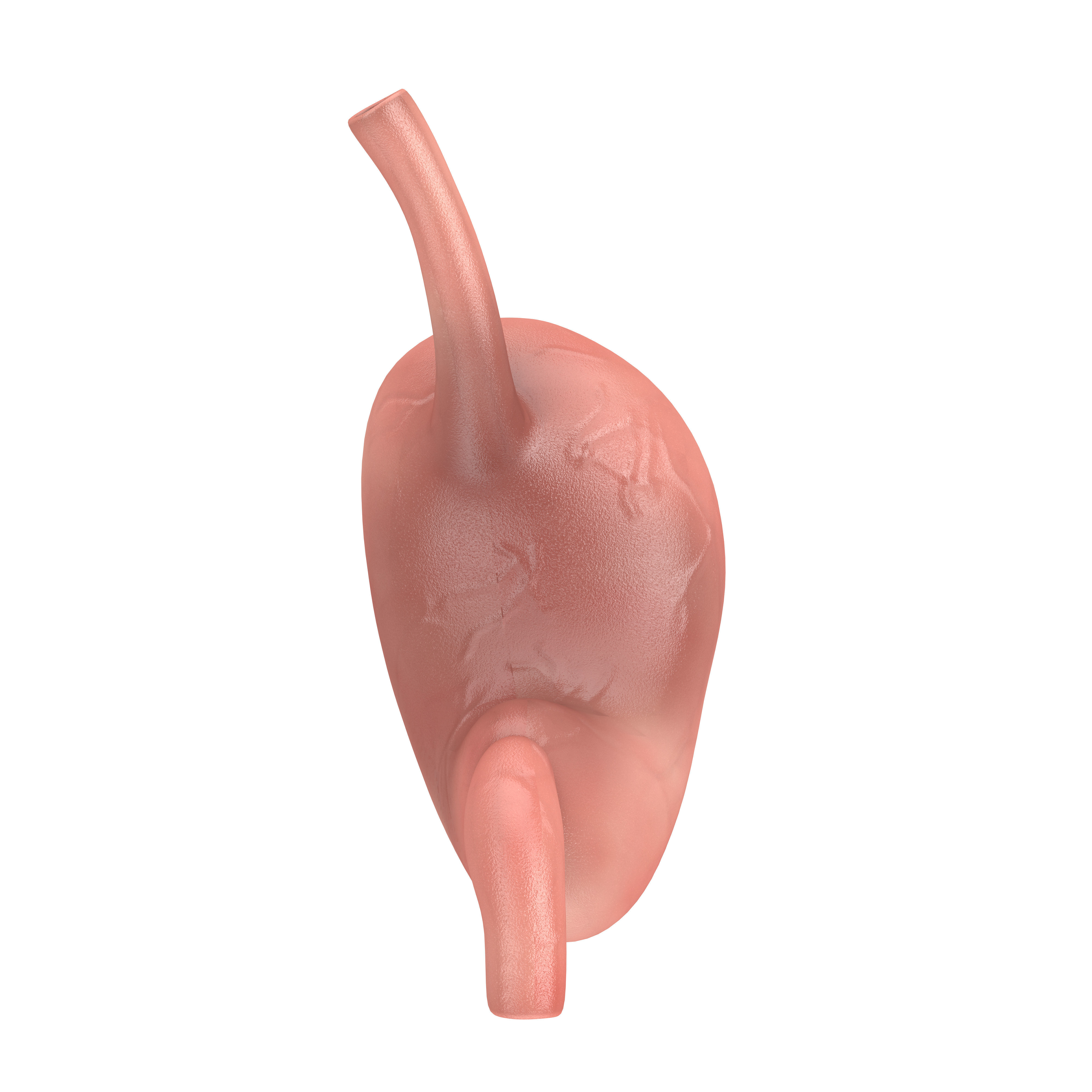 Human Stomach Anatomy Internal Organ 3D model_5