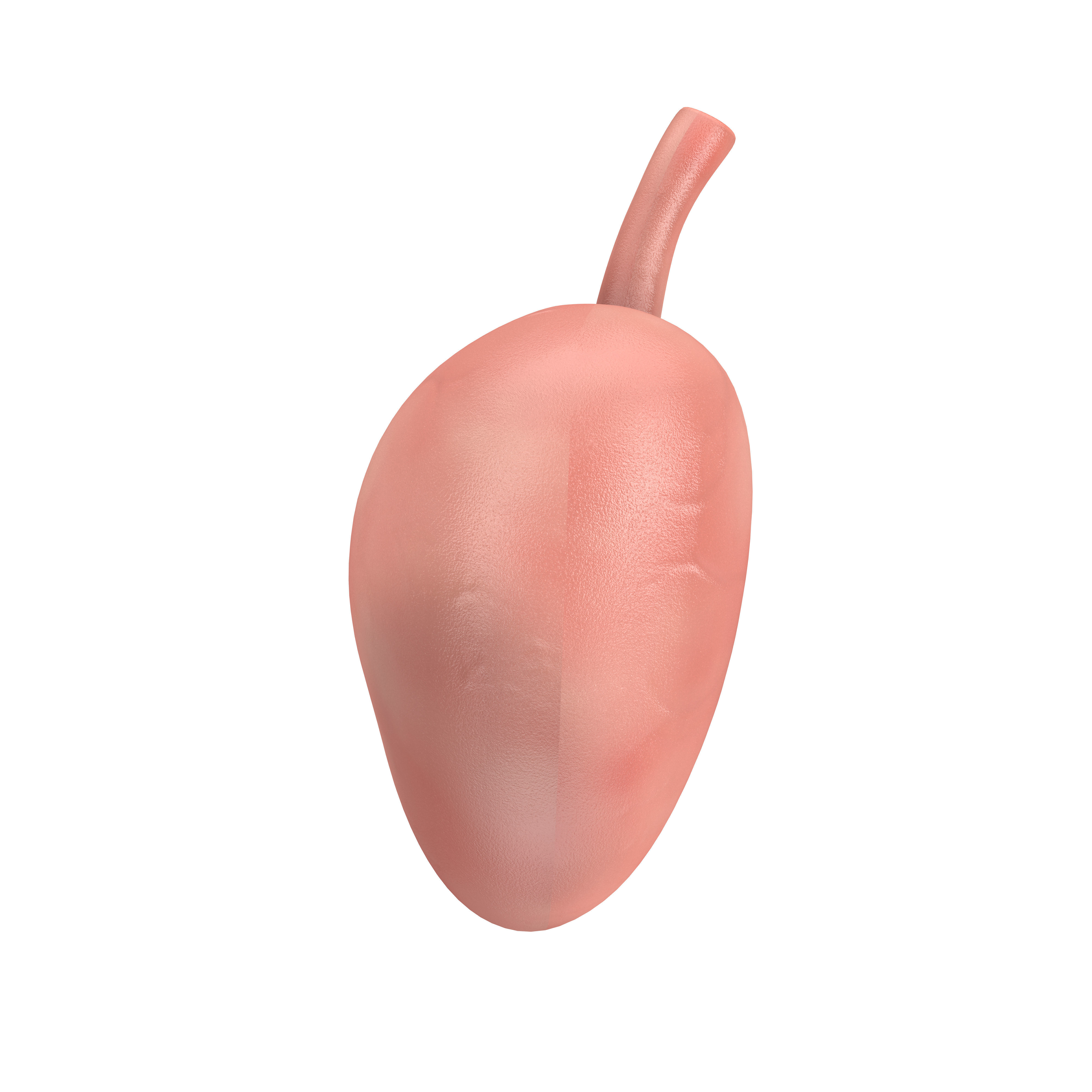 Human Stomach Anatomy Internal Organ 3D model_2