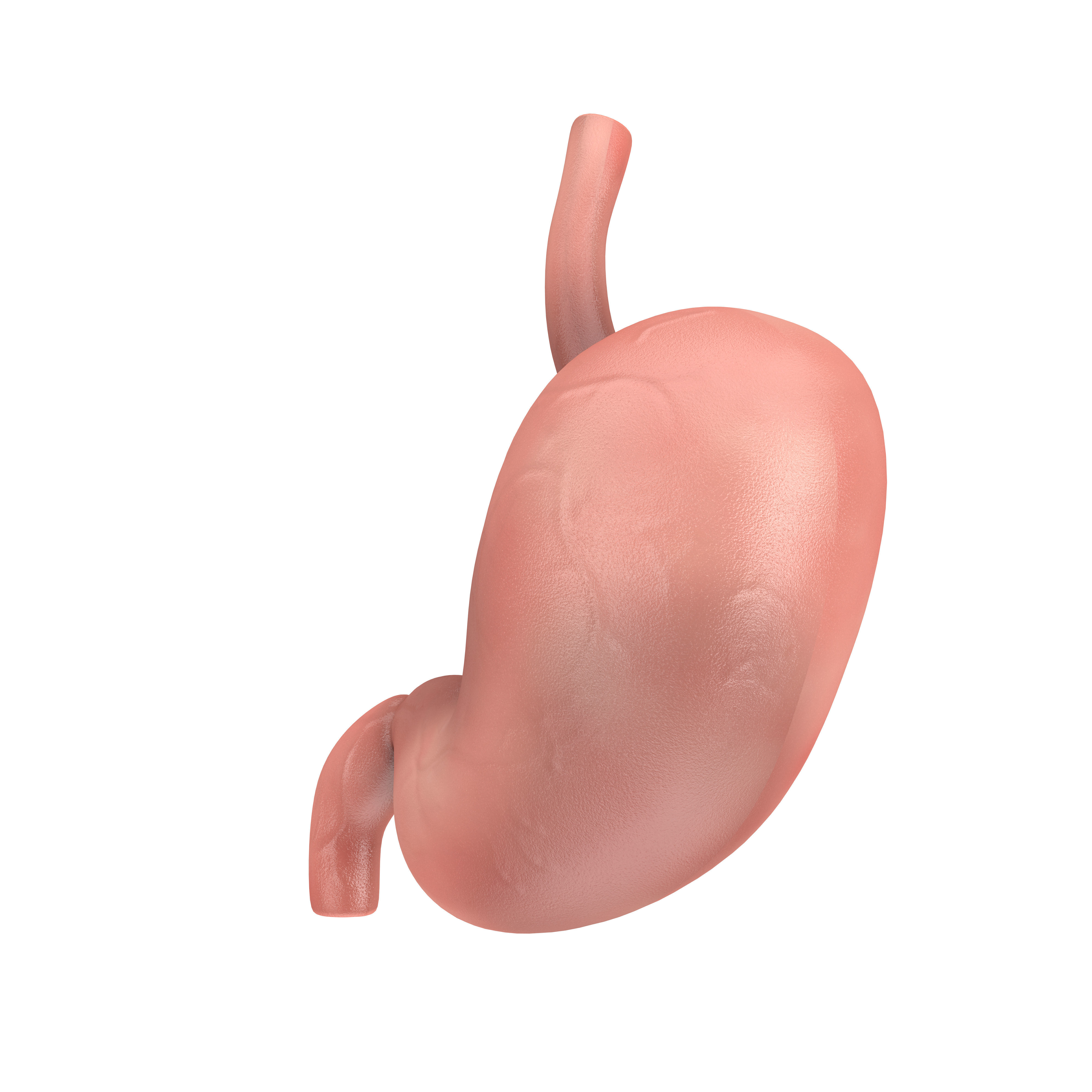 Human Stomach Anatomy Internal Organ 3D model_1
