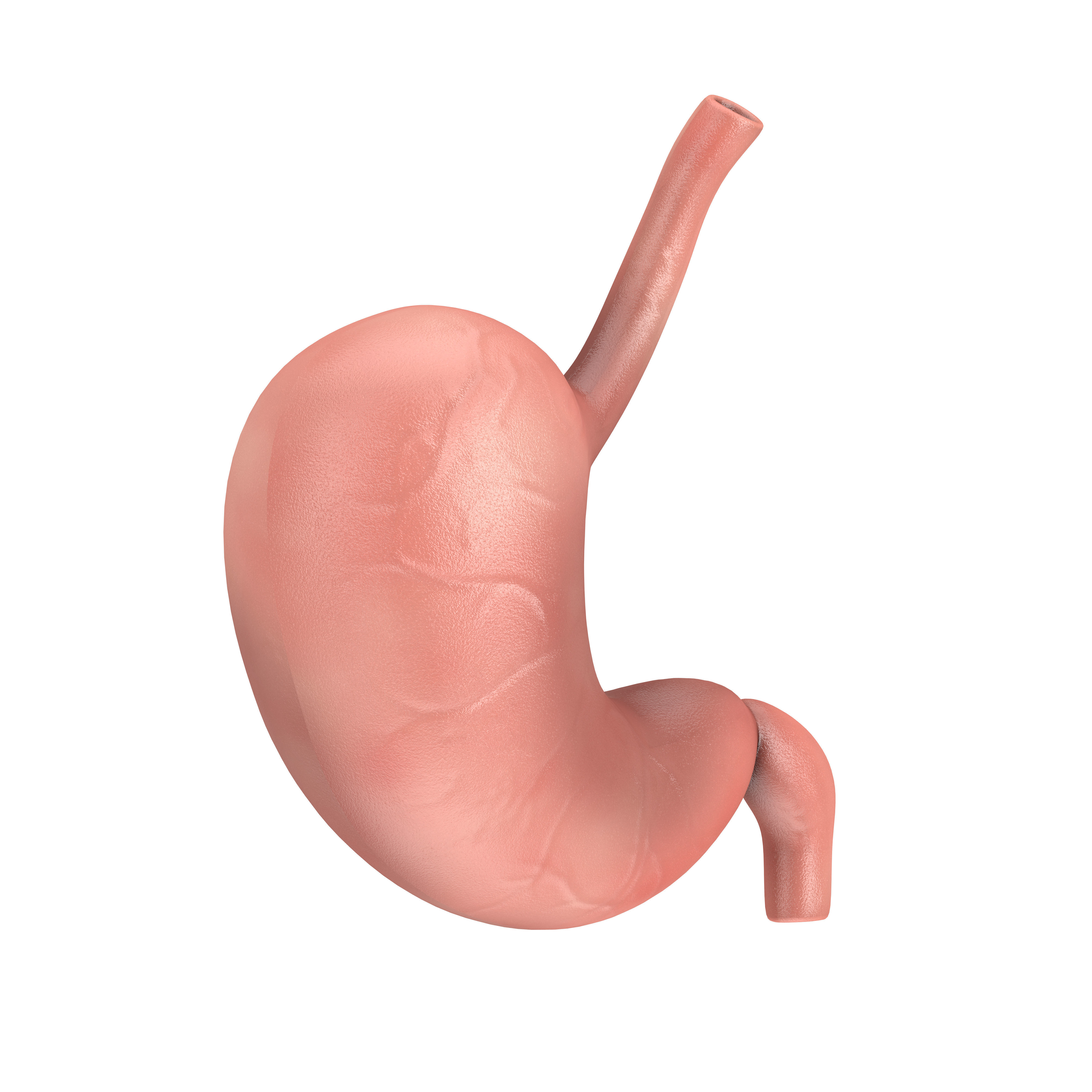 Human Stomach Anatomy Internal Organ 3D model_3