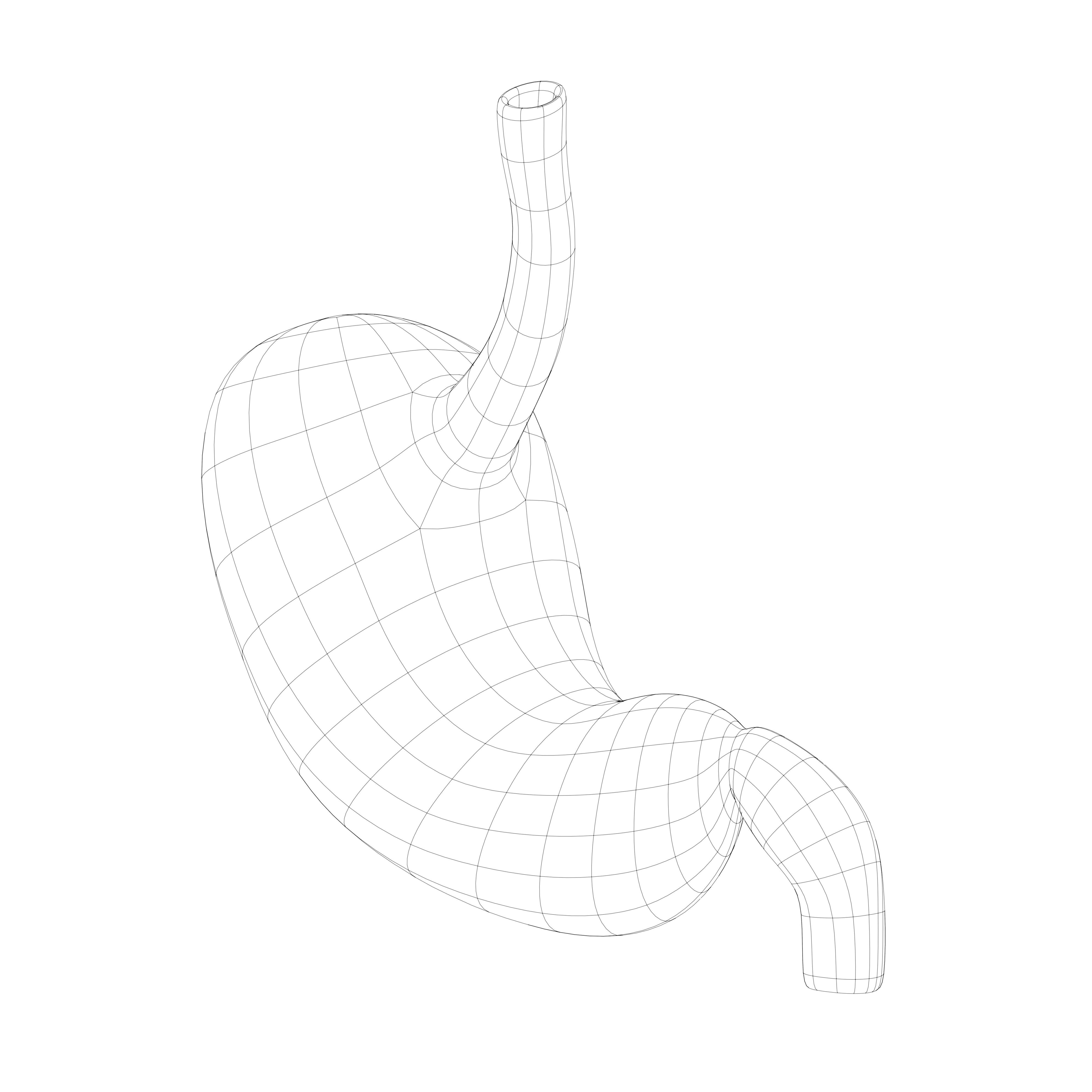 Human Stomach Anatomy Internal Organ 3D model_6