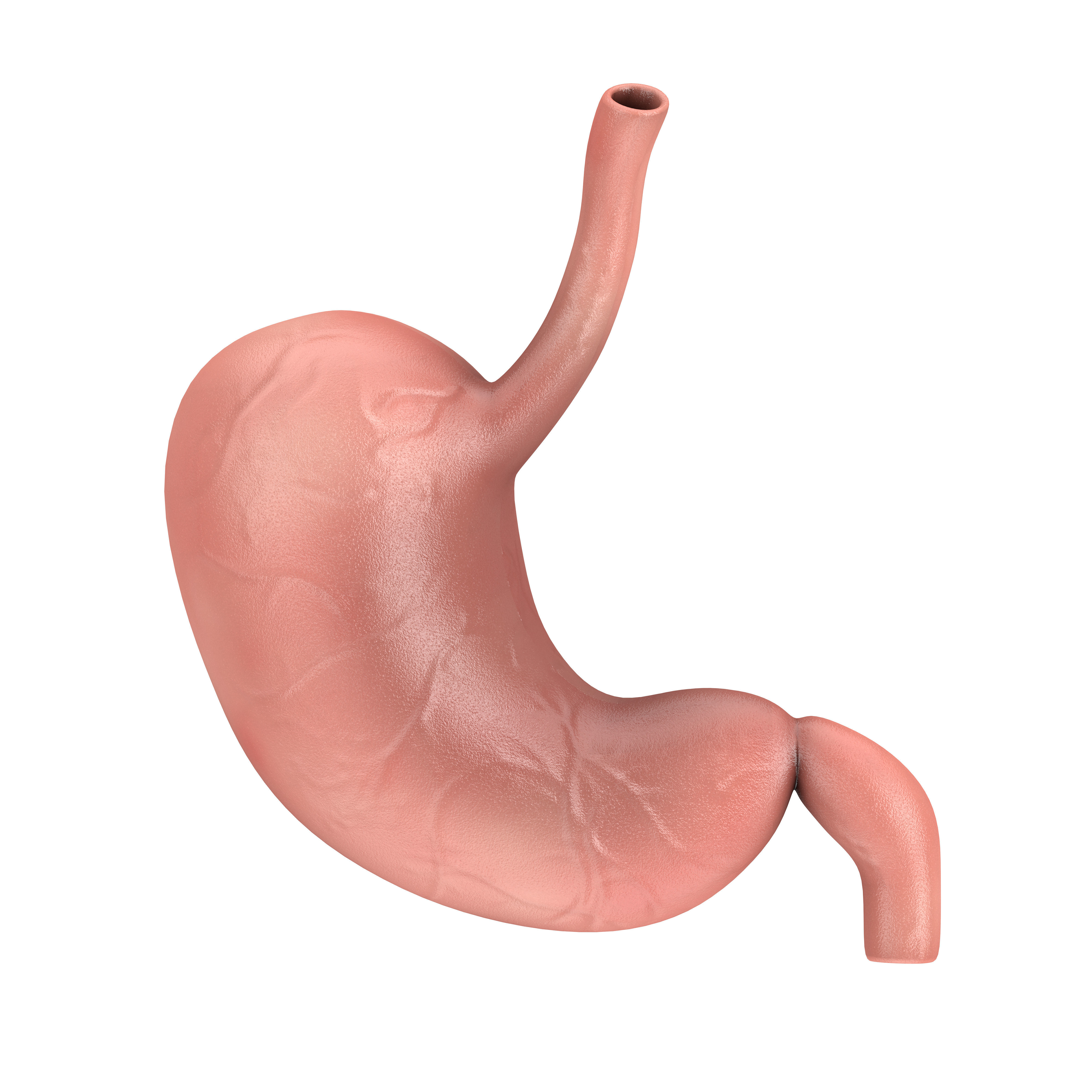 Human Stomach Anatomy Internal Organ 3D model_4