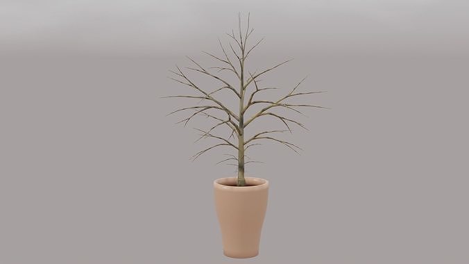 Potted Plant 2 Free 3D model