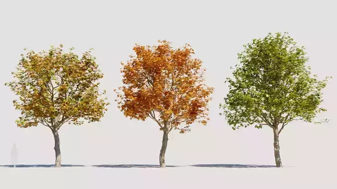 Platanus orientalis b