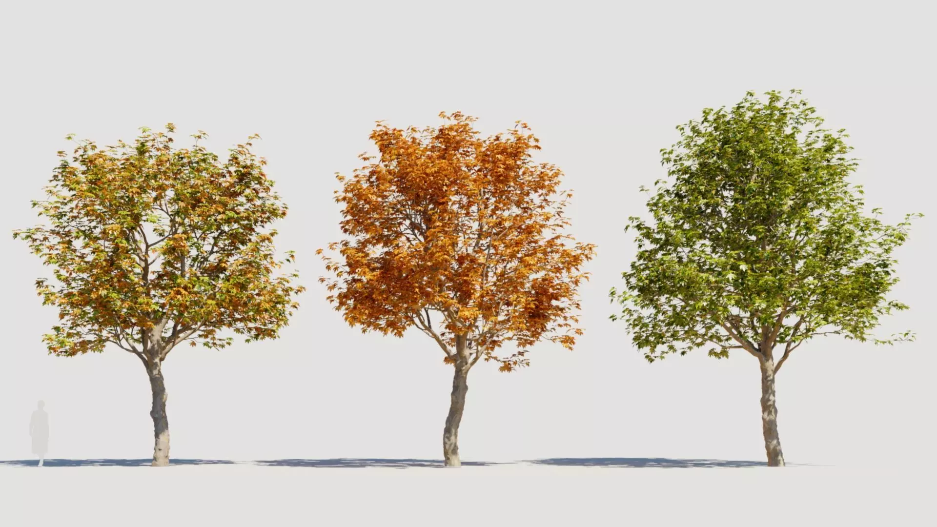 Platanus orientalis b 3D model