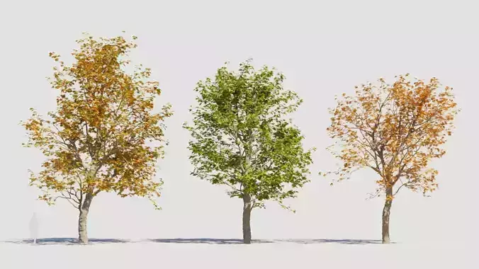 Platanus orientalis c 3D model