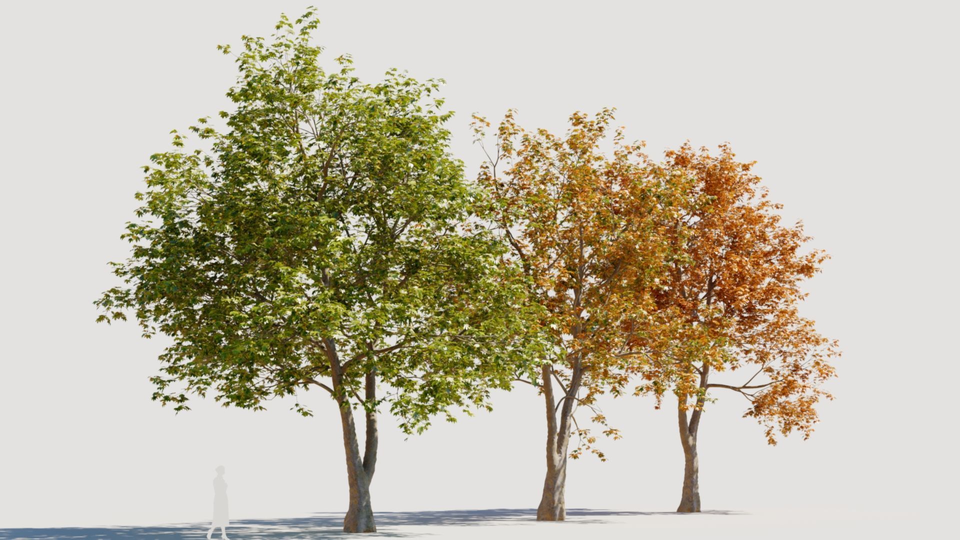 Platanus orientalis d 3D model_8