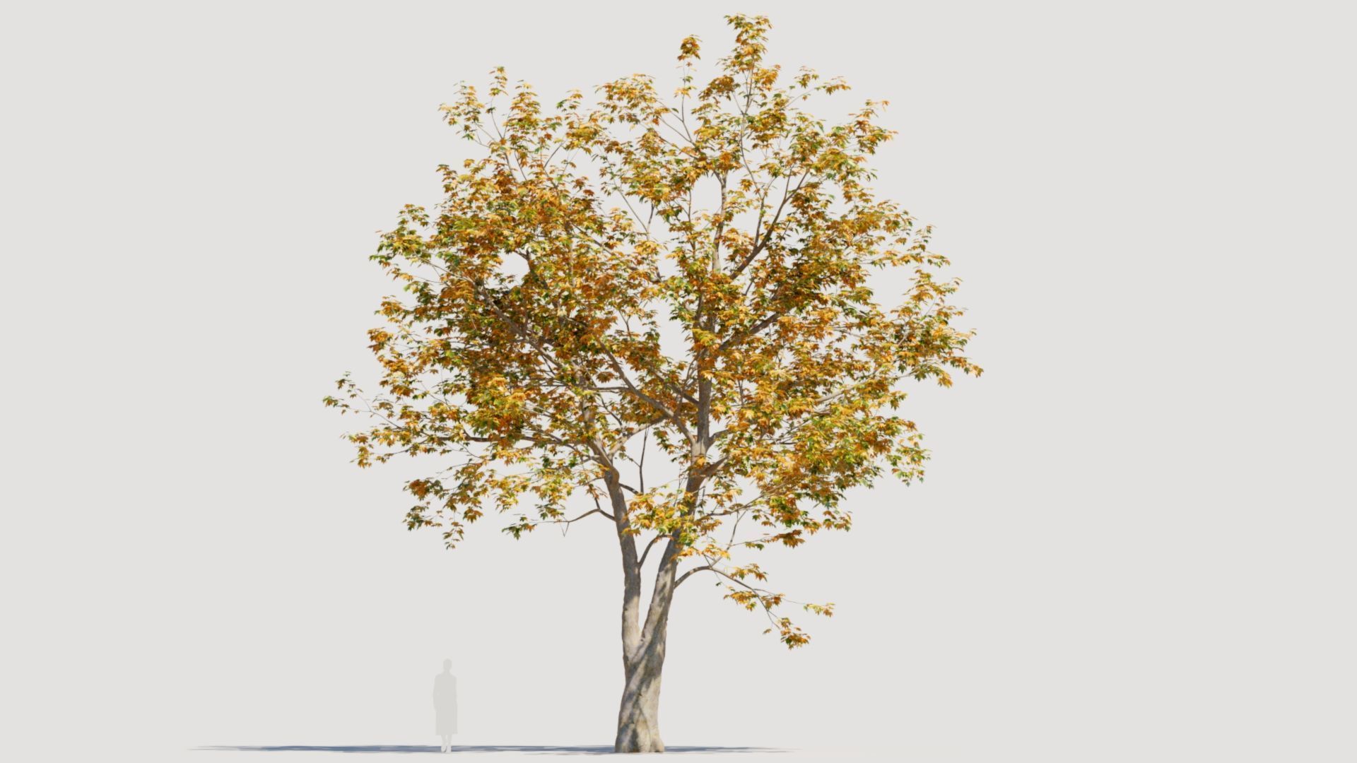 Platanus orientalis d 3D model_11
