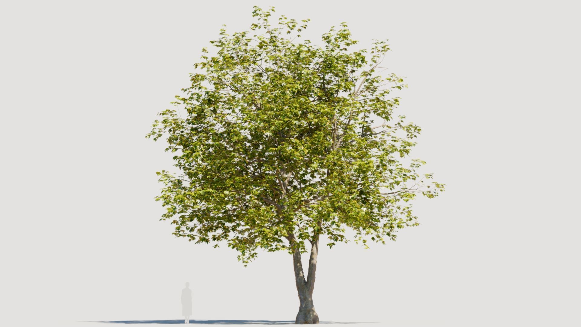 Platanus orientalis d 3D model_10