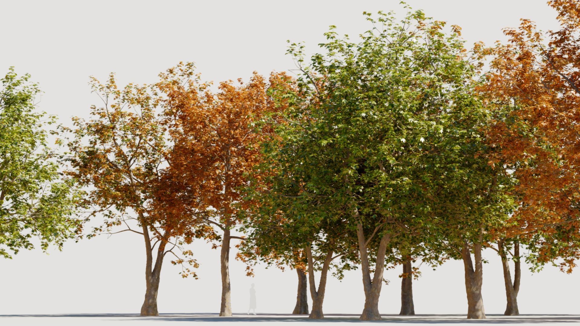 Platanus orientalis d 3D model_3