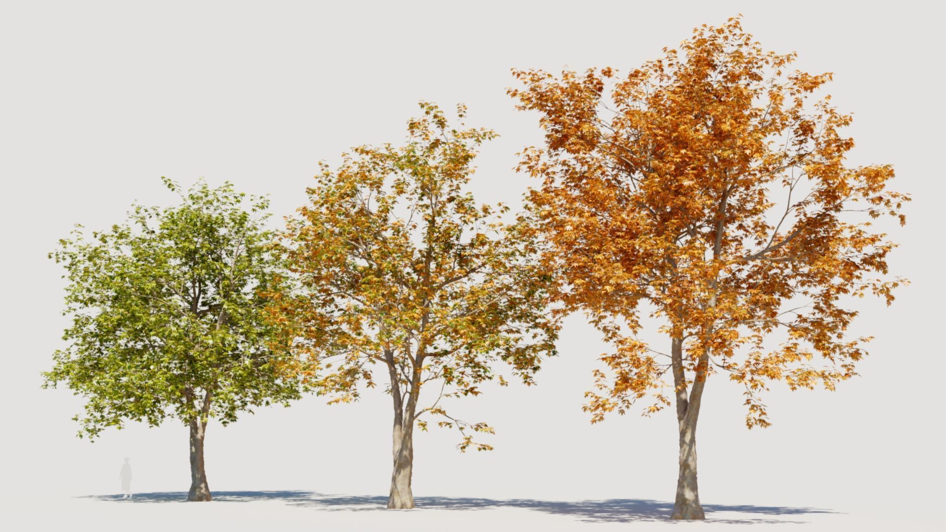 Platanus orientalis d 3D model_6