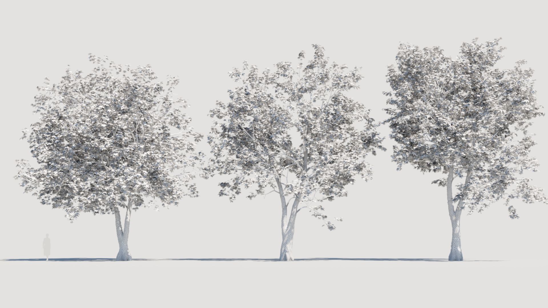 Platanus orientalis d 3D model_5