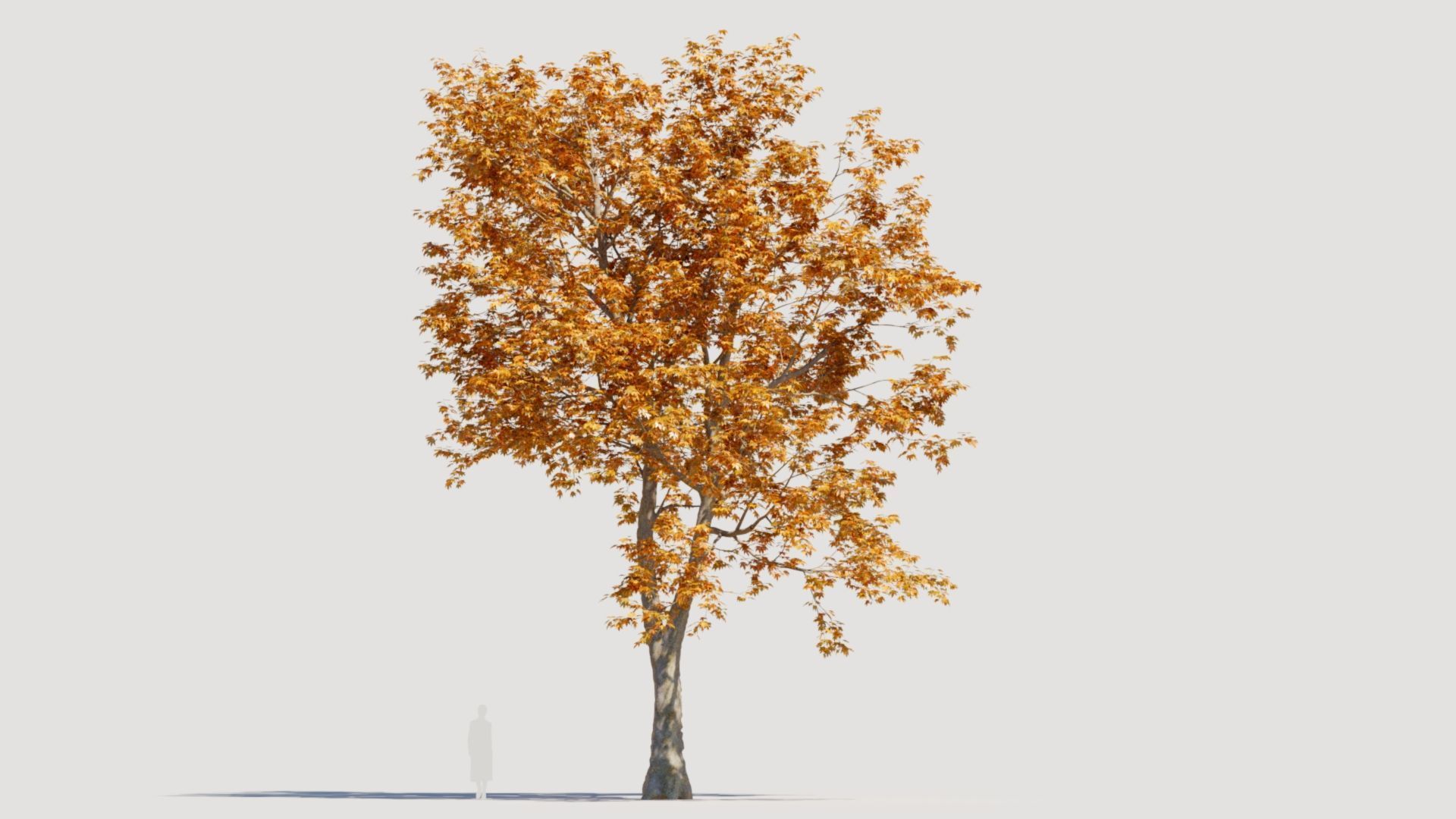 Platanus orientalis d 3D model_12