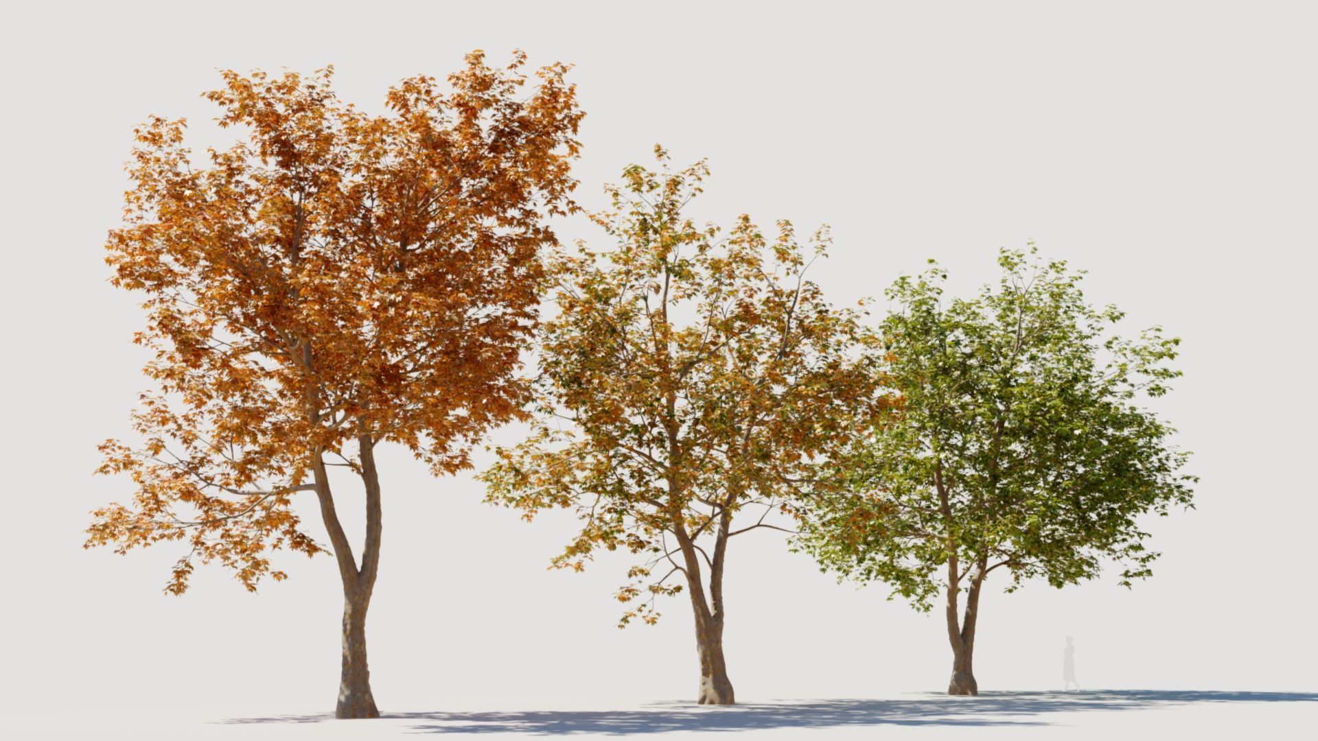 Platanus orientalis d 3D model_9