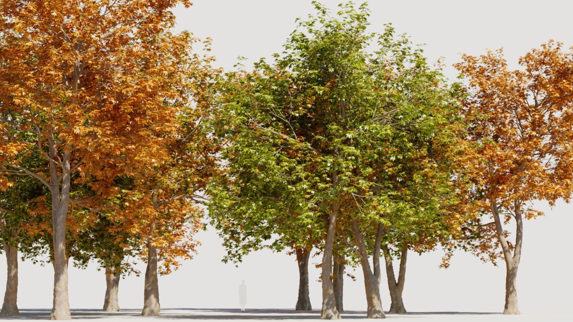 Platanus orientalis d 3D model_1