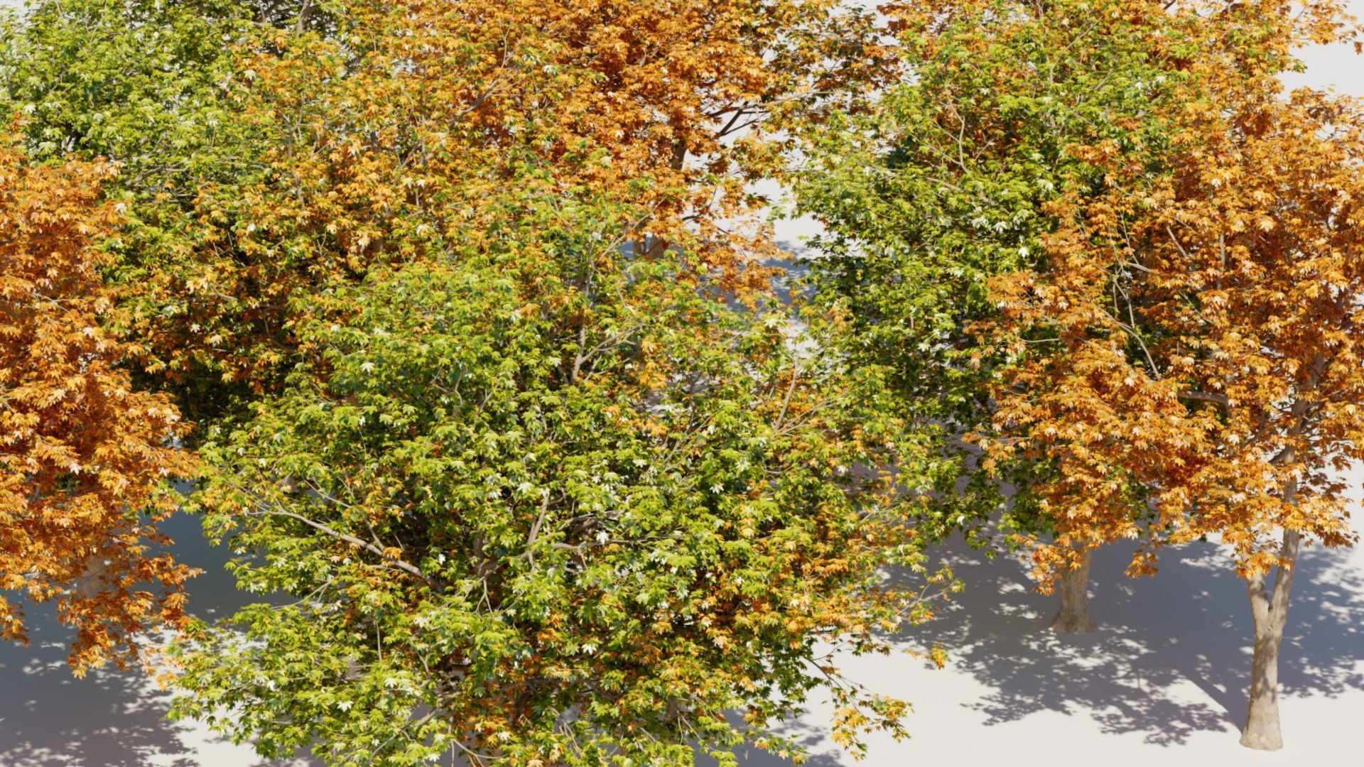 Platanus orientalis d 3D model_2