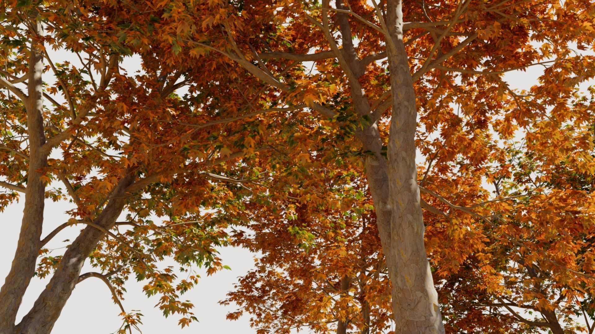 Platanus orientalis d 3D model_4