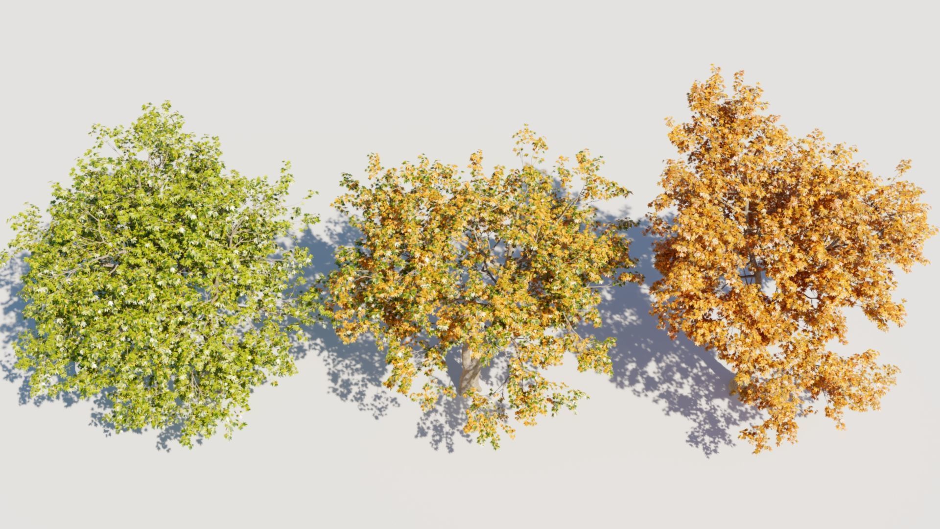 Platanus orientalis d 3D model_7