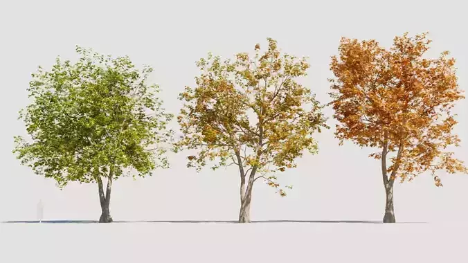 Platanus orientalis d