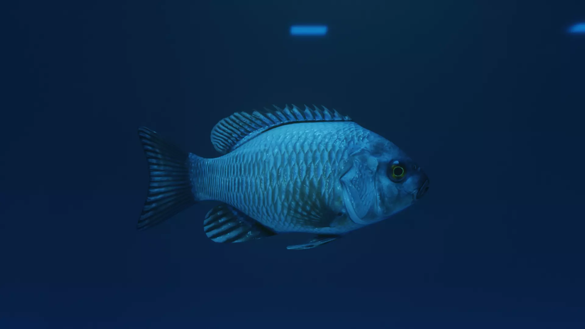 Default fish Free 3D model
