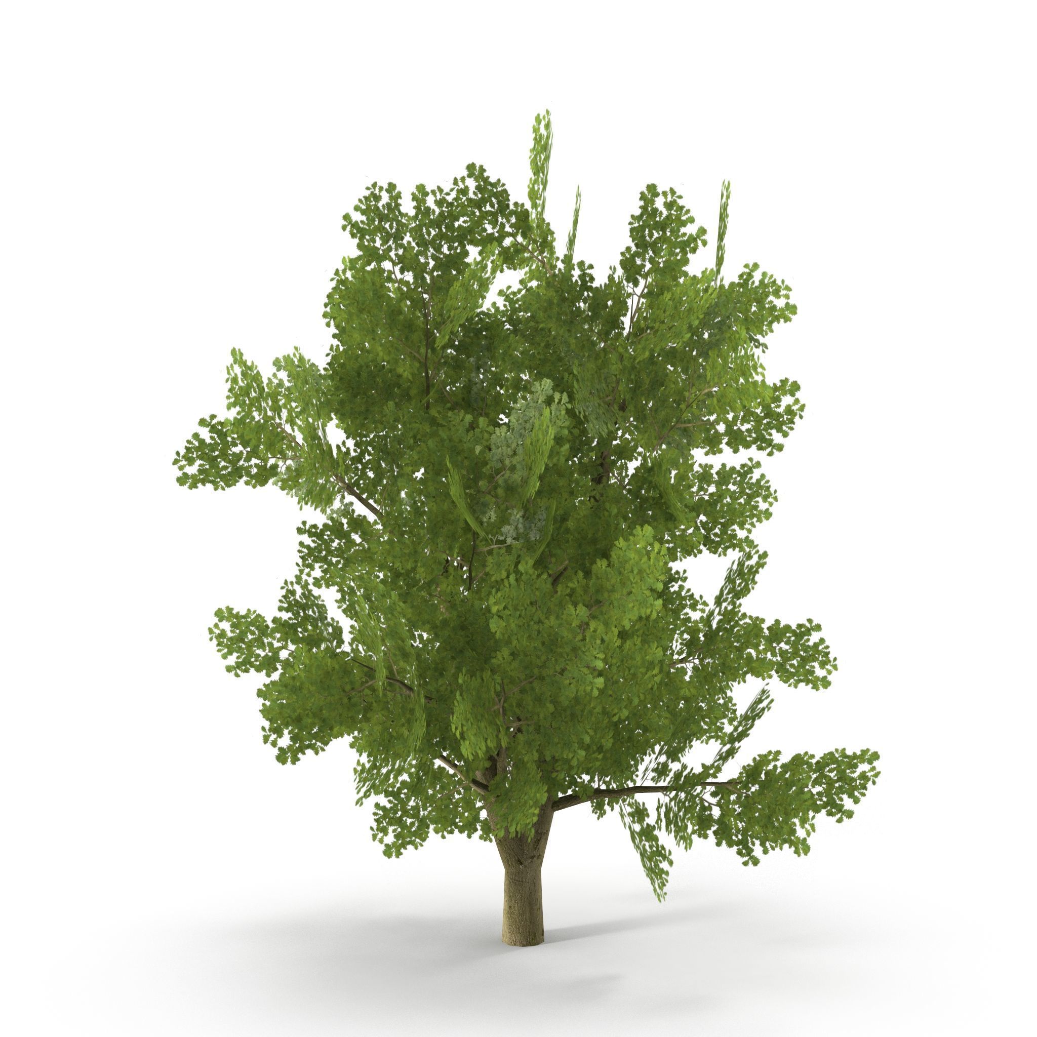 Oak Low Poly V1 3D model_1