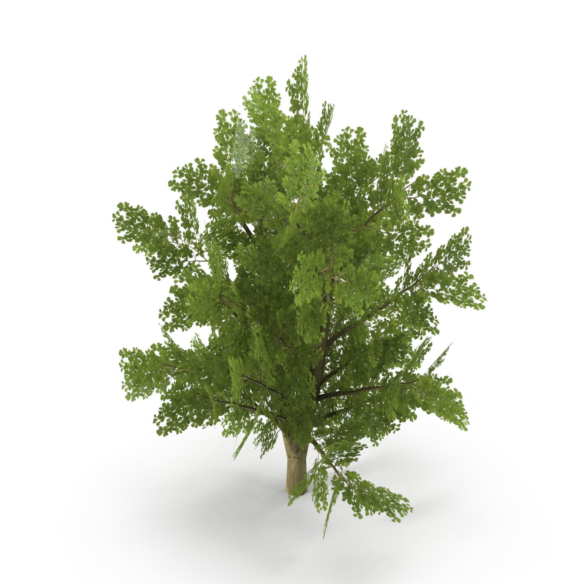 Oak Low Poly V1 3D model_6