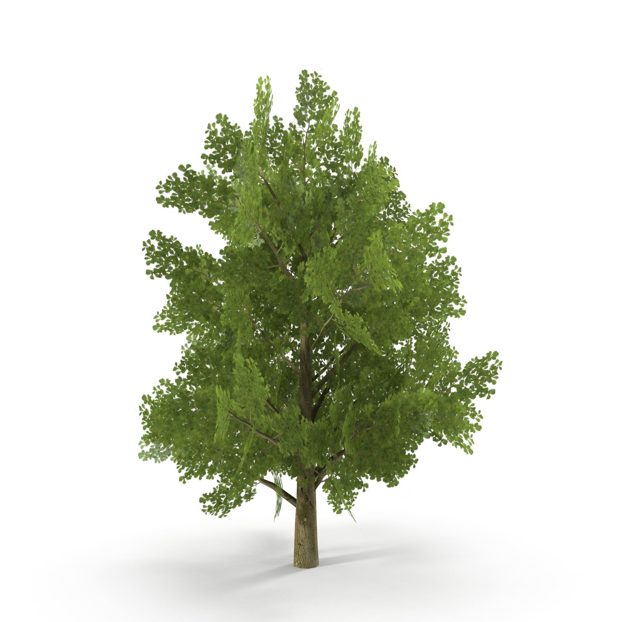 Oak Low Poly V1 3D model_7