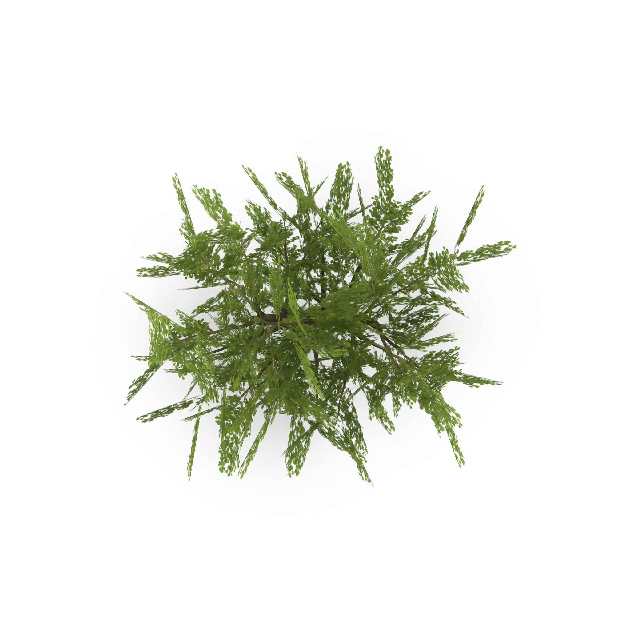 Oak Low Poly V1 3D model_3