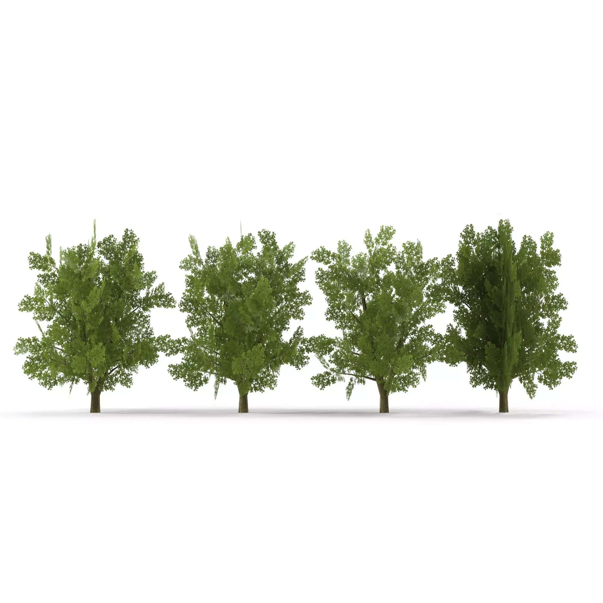 Oak Low Poly V1 3D model_0
