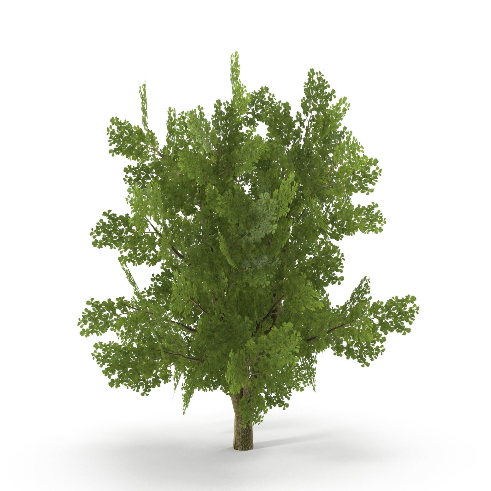 Oak Low Poly V1 3D model_4