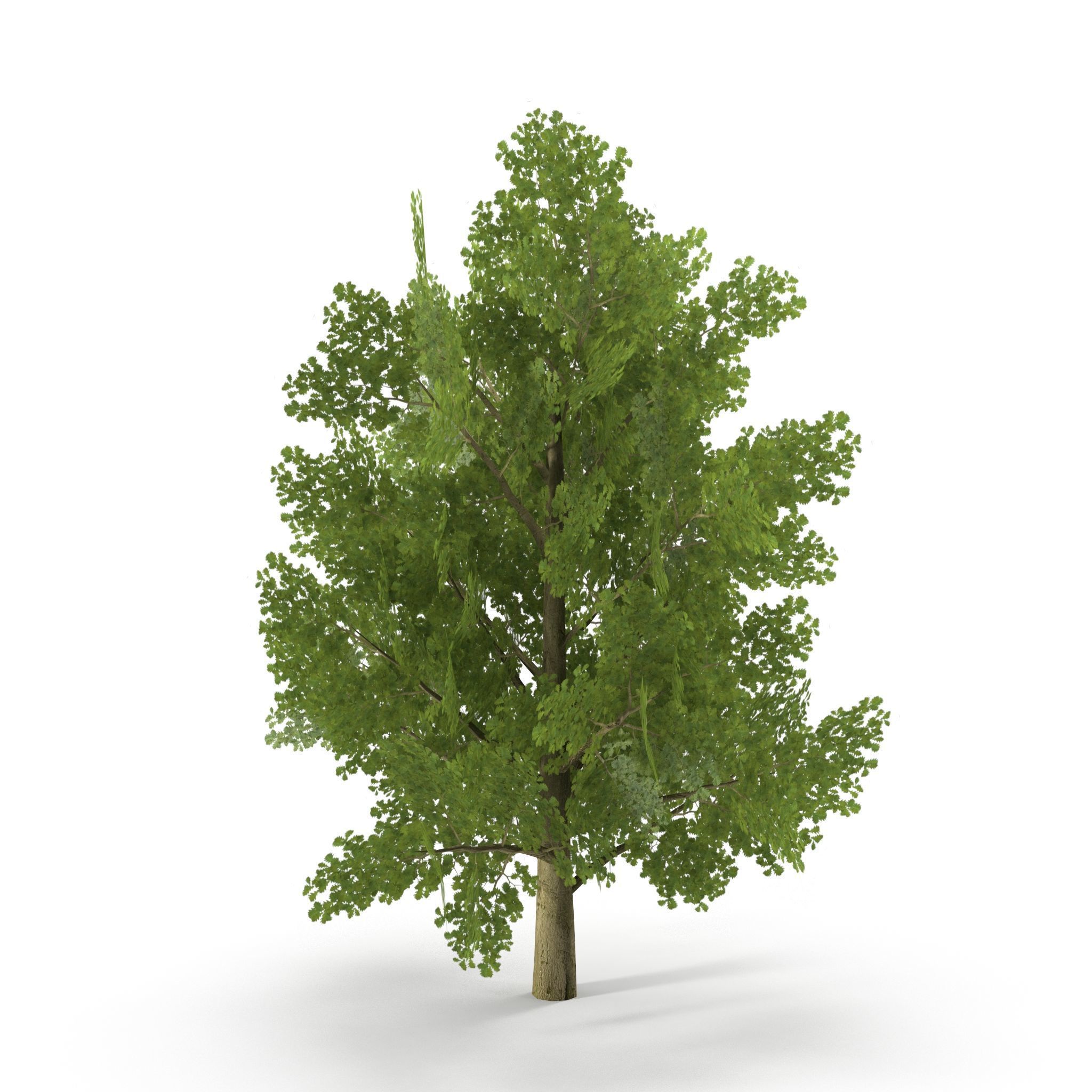 Oak Low Poly V1 3D model_5