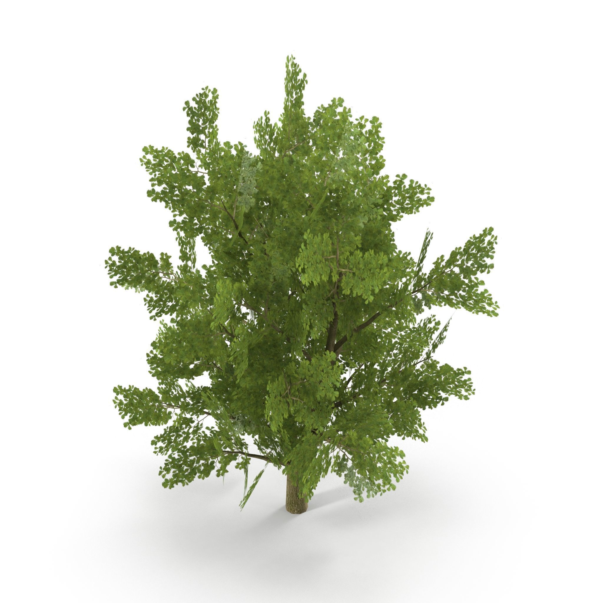Oak Low Poly V1 3D model_2