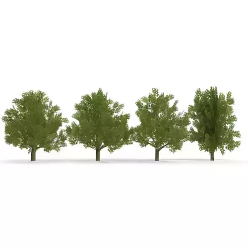 Oak Low Poly V2 Low-poly 3D model