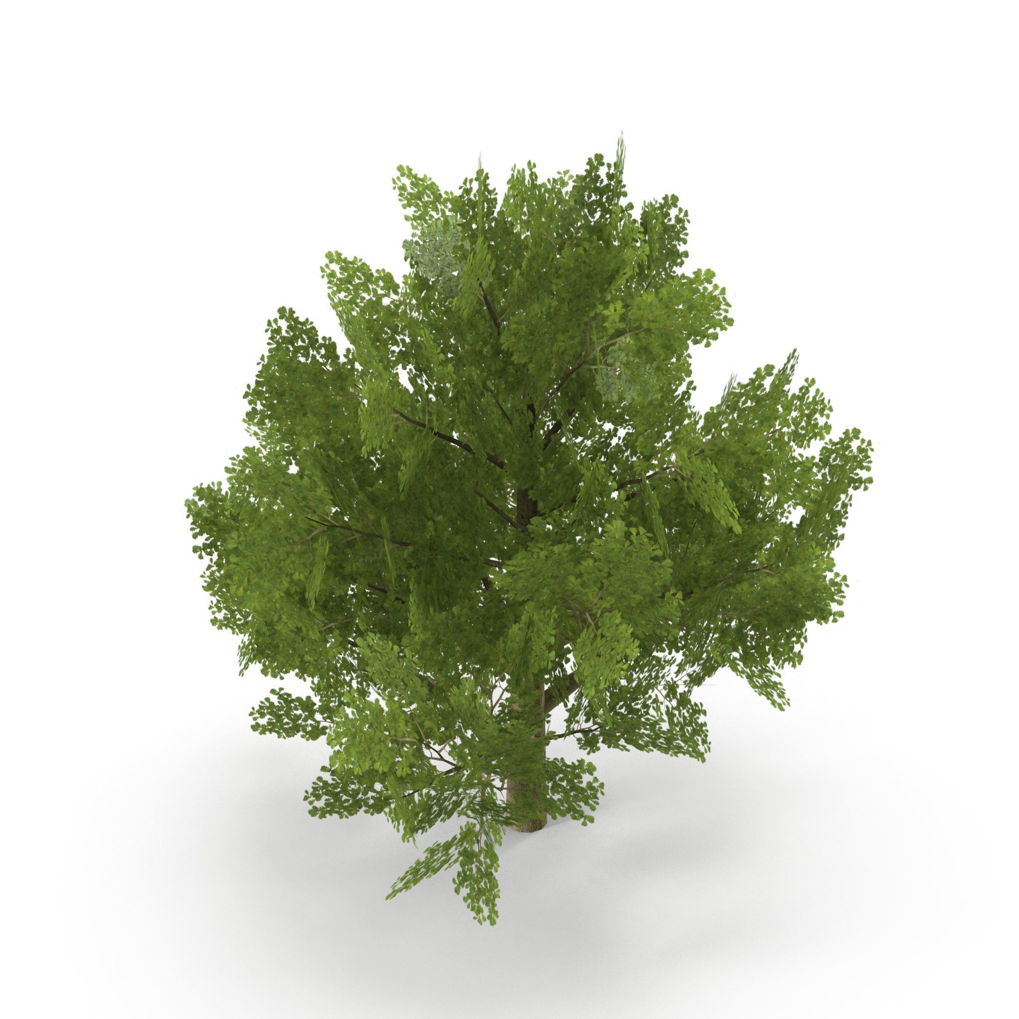 Oak Low Poly V2 Low-poly 3D model_5