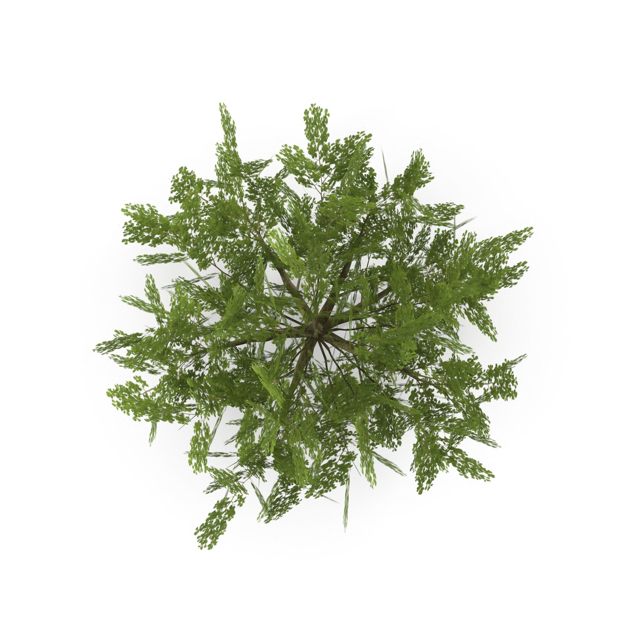 Oak Low Poly V2 Low-poly 3D model_4