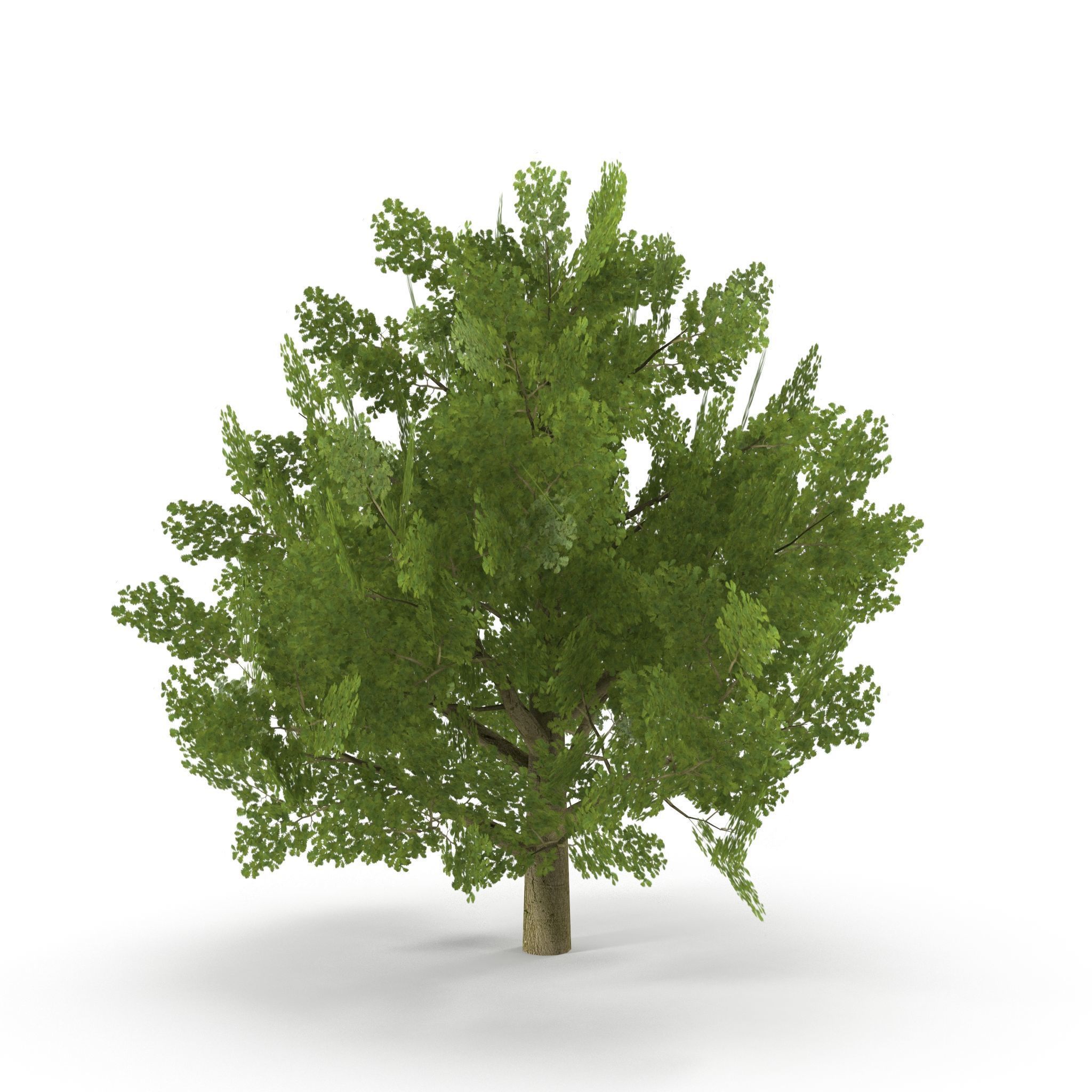 Oak Low Poly V2 Low-poly 3D model_6