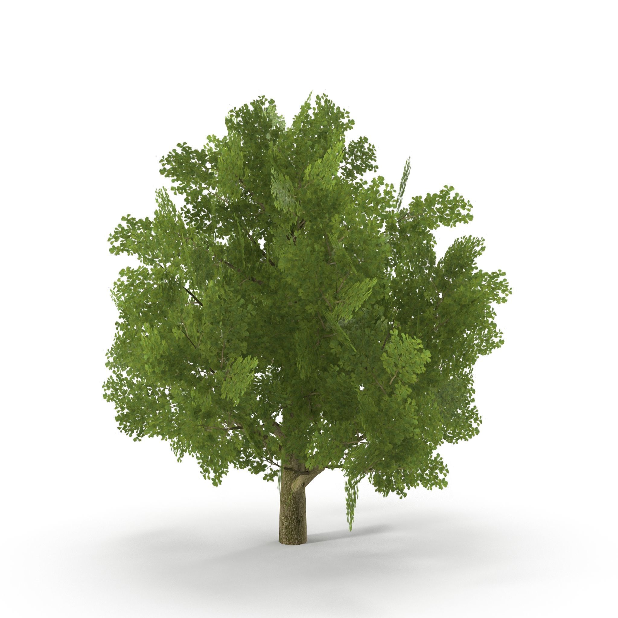 Oak Low Poly V2 Low-poly 3D model_1