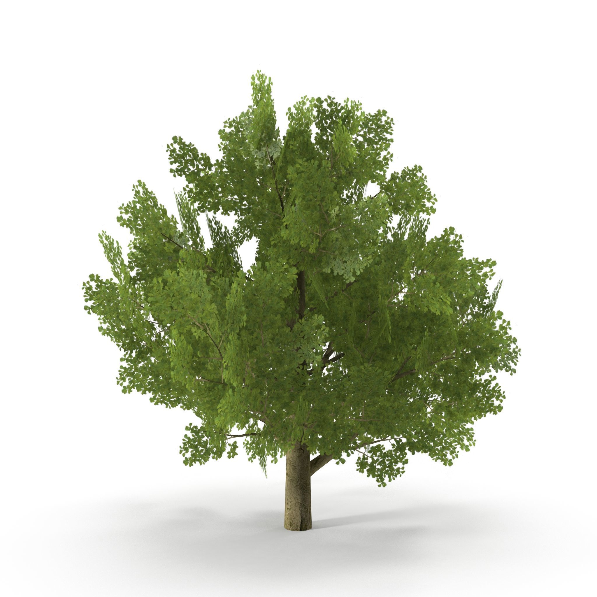 Oak Low Poly V2 Low-poly 3D model_3